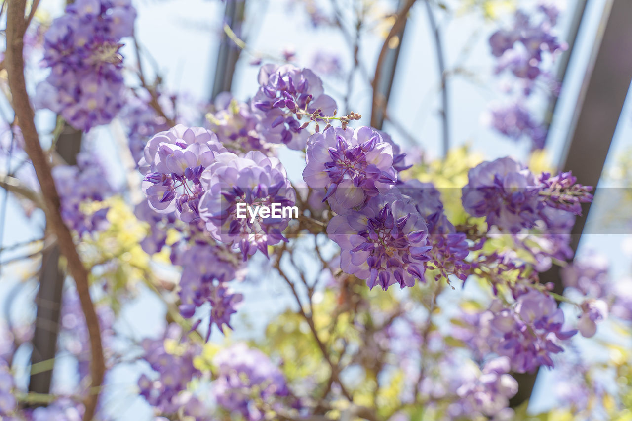 Close-up of purple flowering plants.purple flowers wisteria flowers 