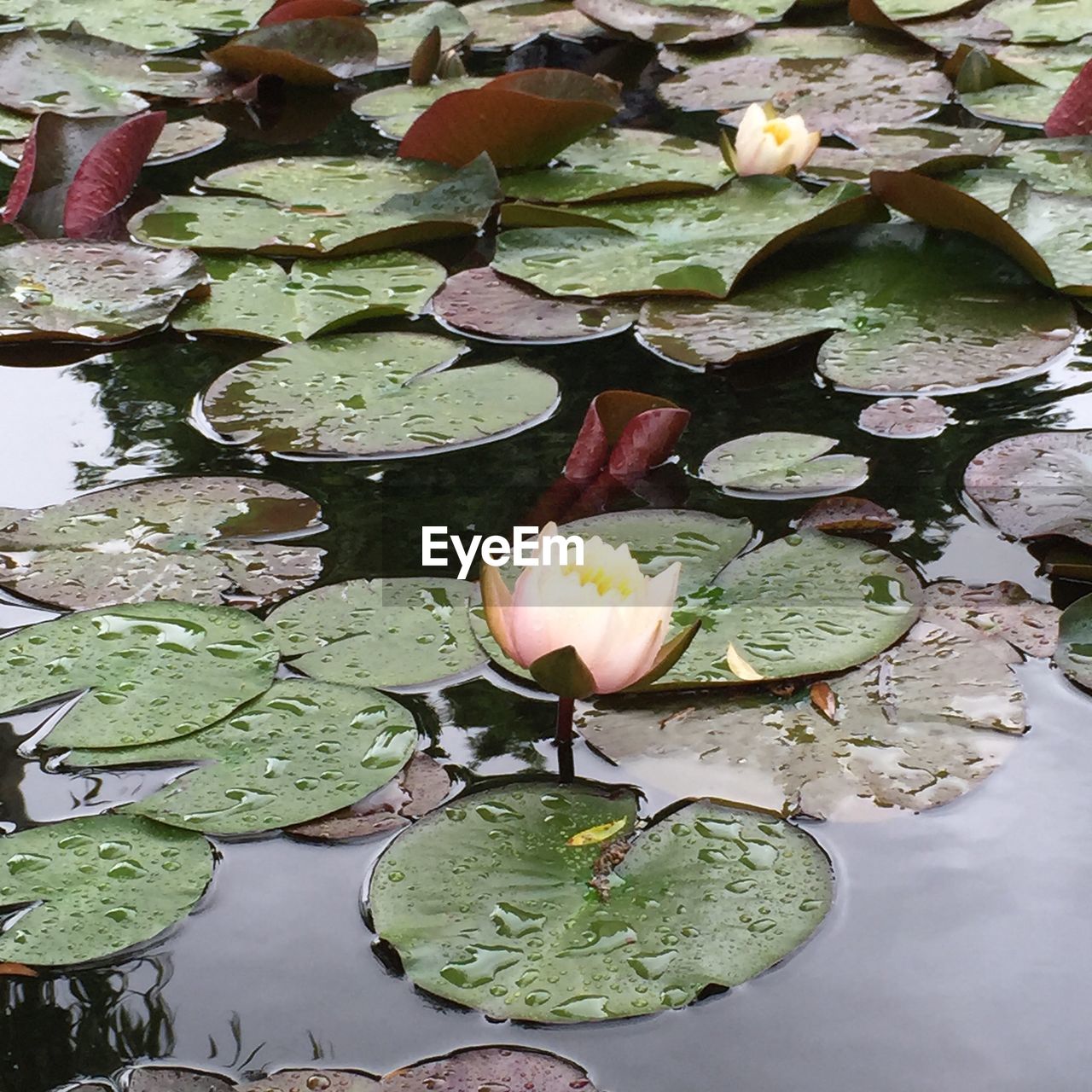 Lotus water lilies blooming on lake