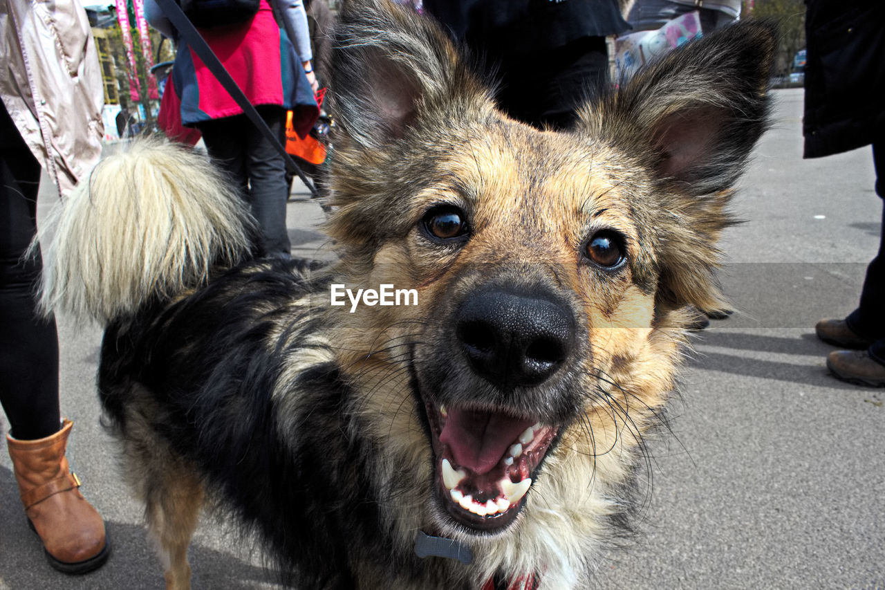 High angle portrait of dog with mouth open standing on street