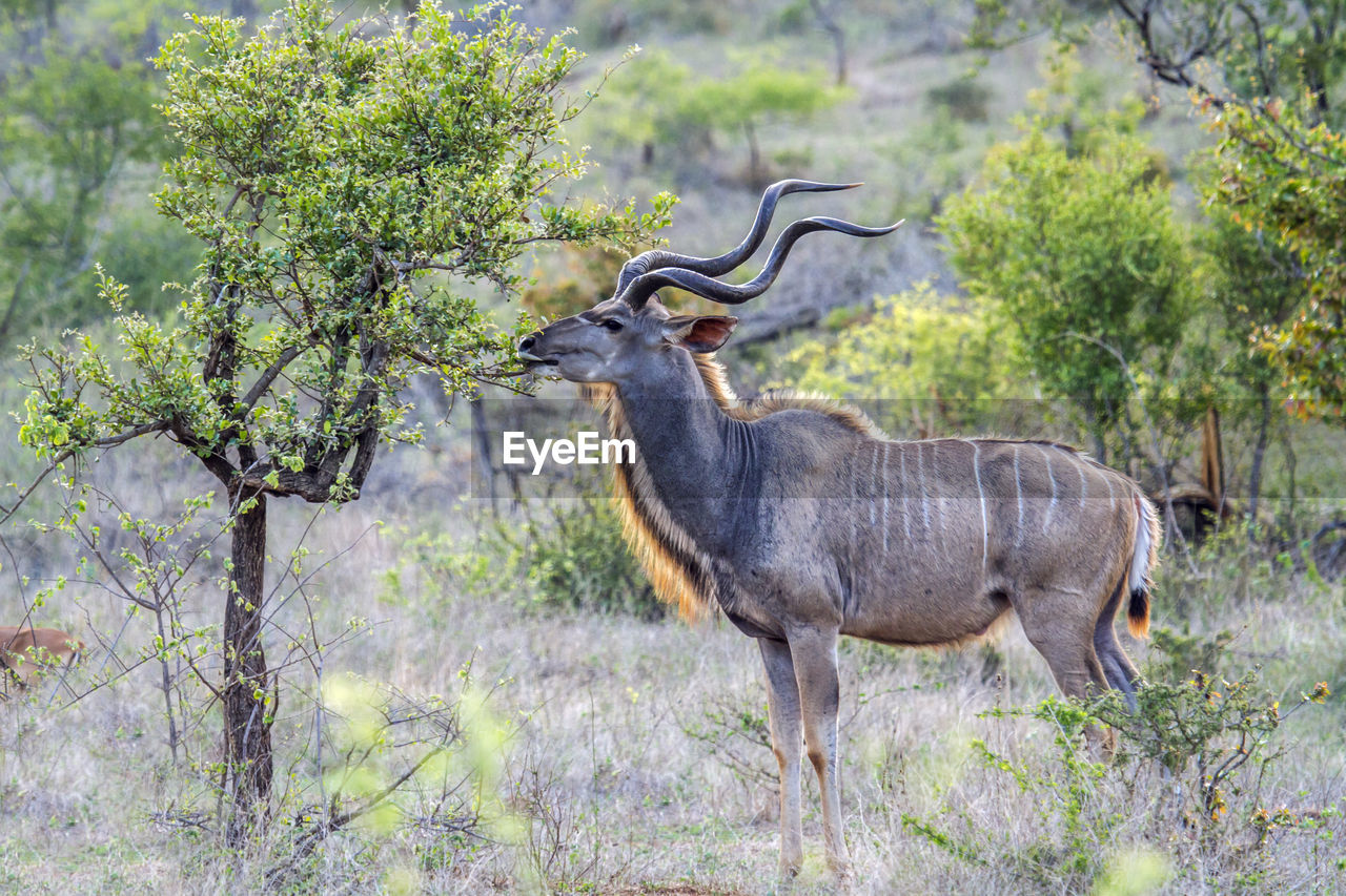Greater kudu standing on field