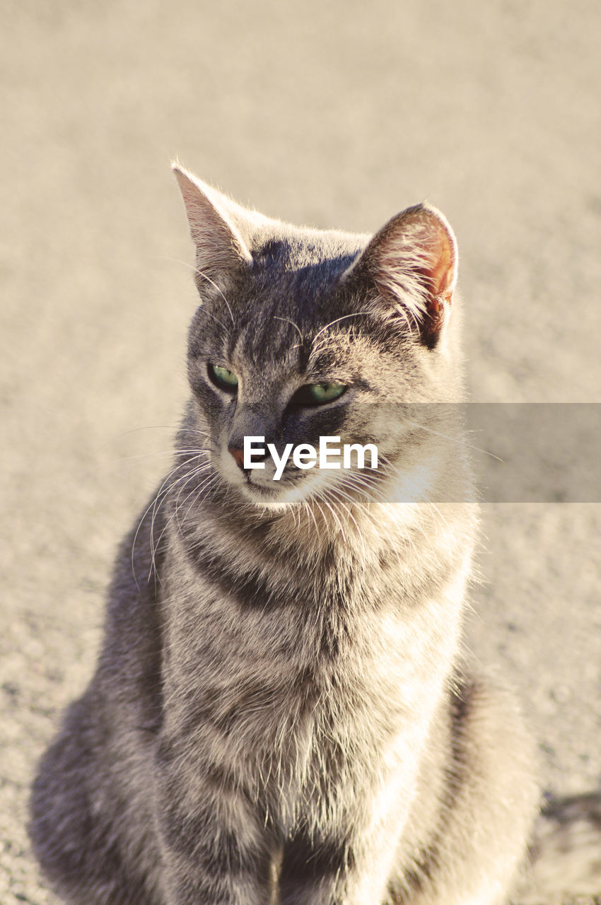 A grey tabby cat looking away from the camera, sitting on asphalt.