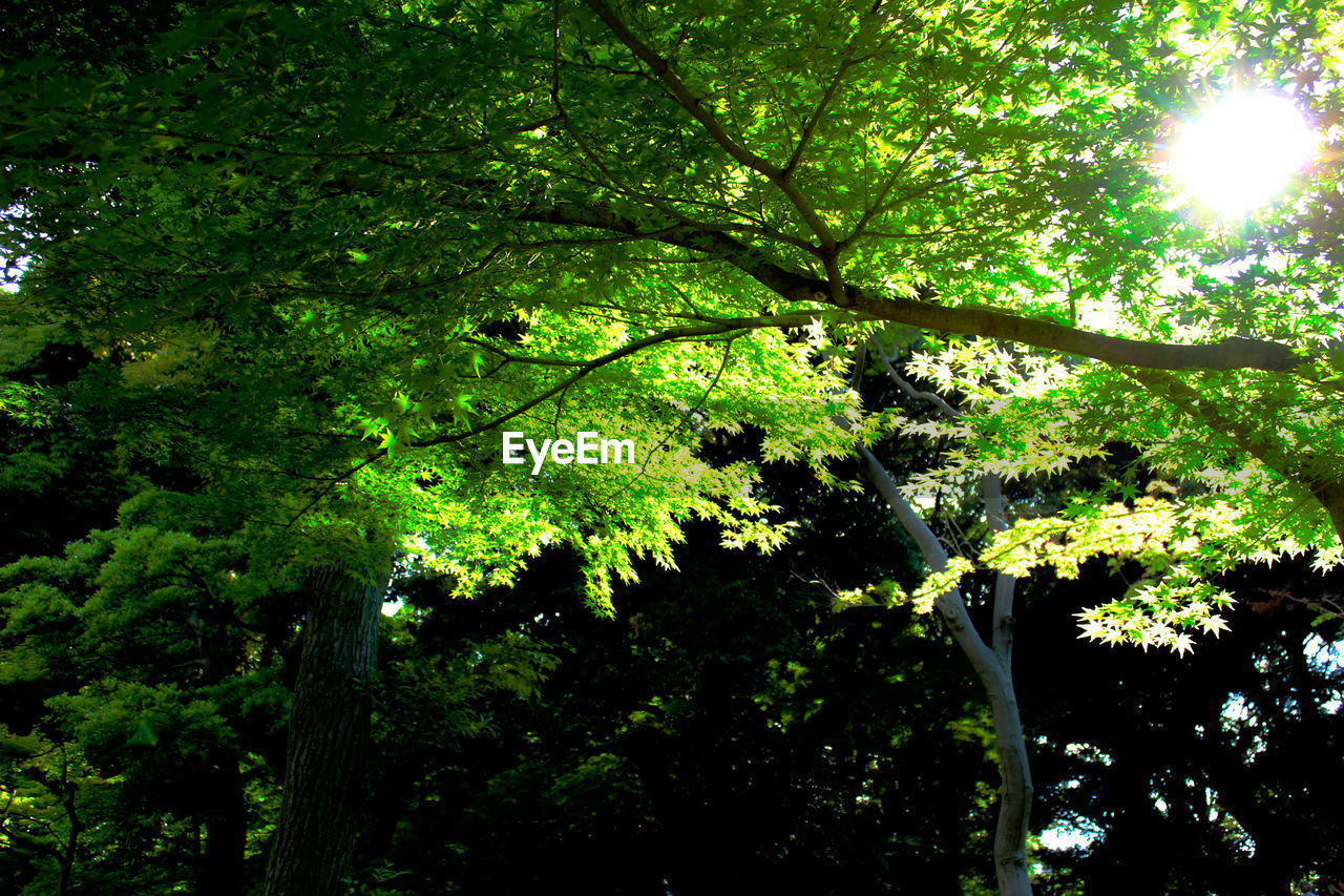 Low angle view of tree in forest