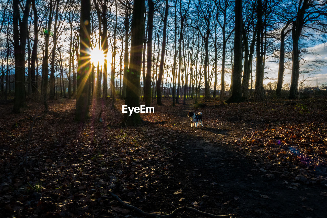 DOG AND BARE TREES IN FOREST