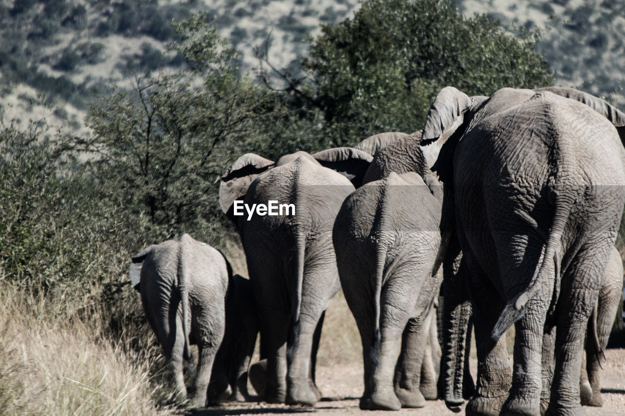 VIEW OF ELEPHANT AND LEAVES