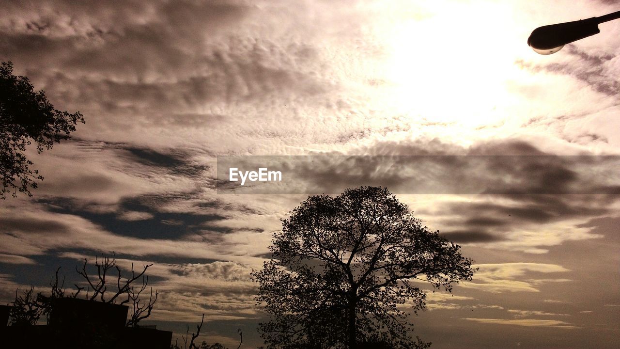 LOW ANGLE VIEW OF TREES AGAINST CLOUDY SKY AT SUNSET