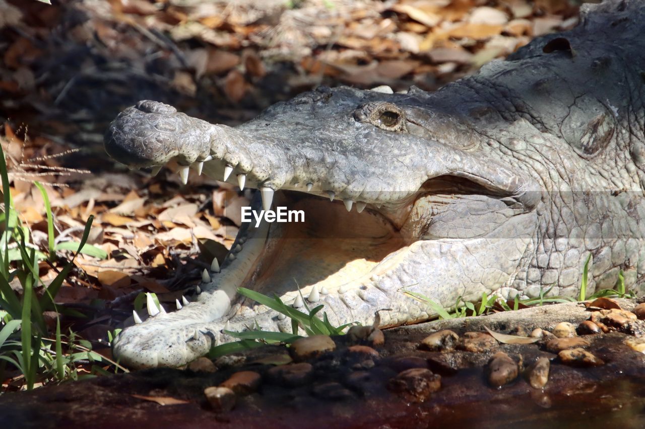 animal themes, animal, animal wildlife, crocodile, wildlife, one animal, reptile, nature, alligator, animal body part, no people, sign, animal teeth, warning sign, water, communication, day, outdoors, animal head, close-up