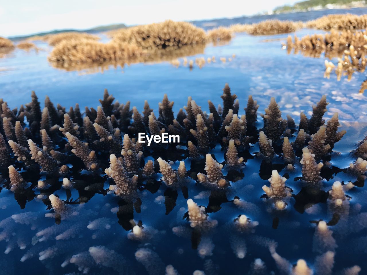 Close-up of coral in sea