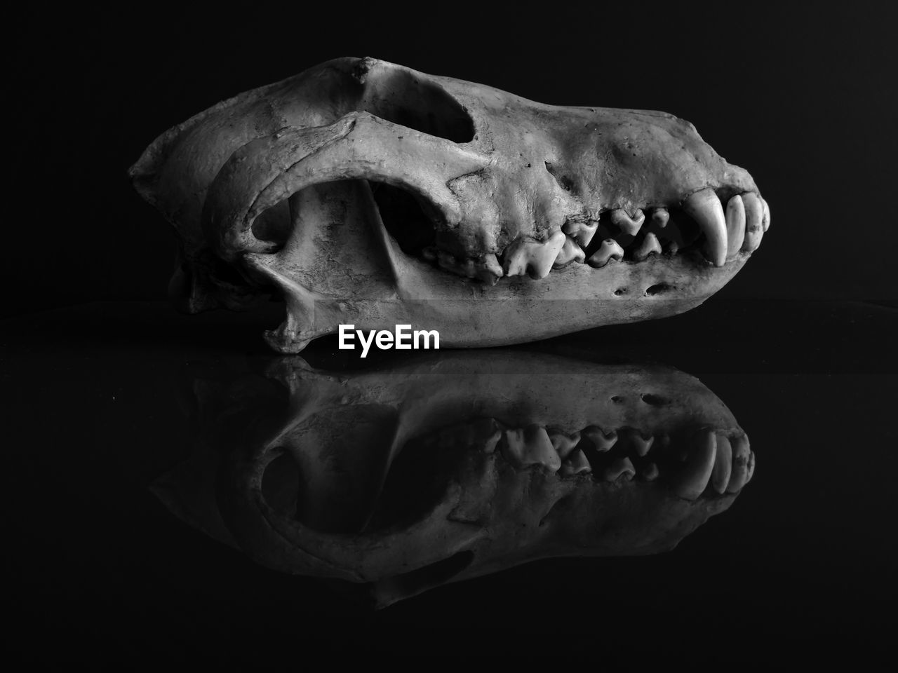 CLOSE-UP OF HUMAN SKULL IN BLACK BACKGROUND