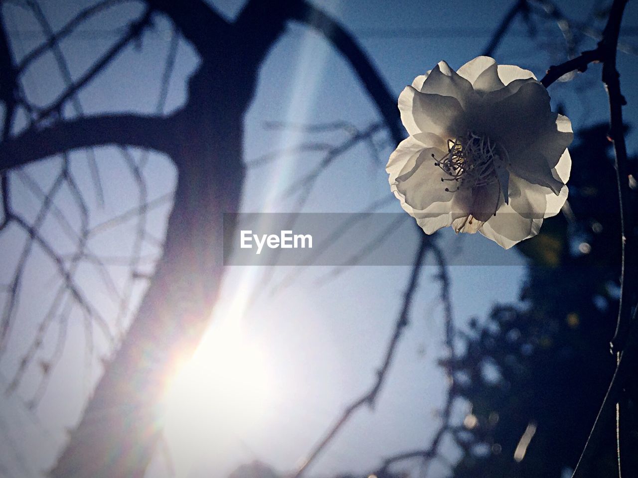 CLOSE-UP LOW ANGLE VIEW OF FLOWER