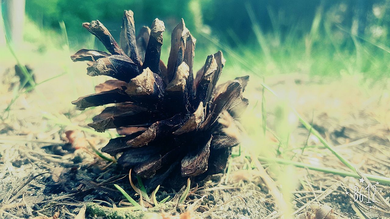 CLOSE-UP OF PLANTS ON FIELD