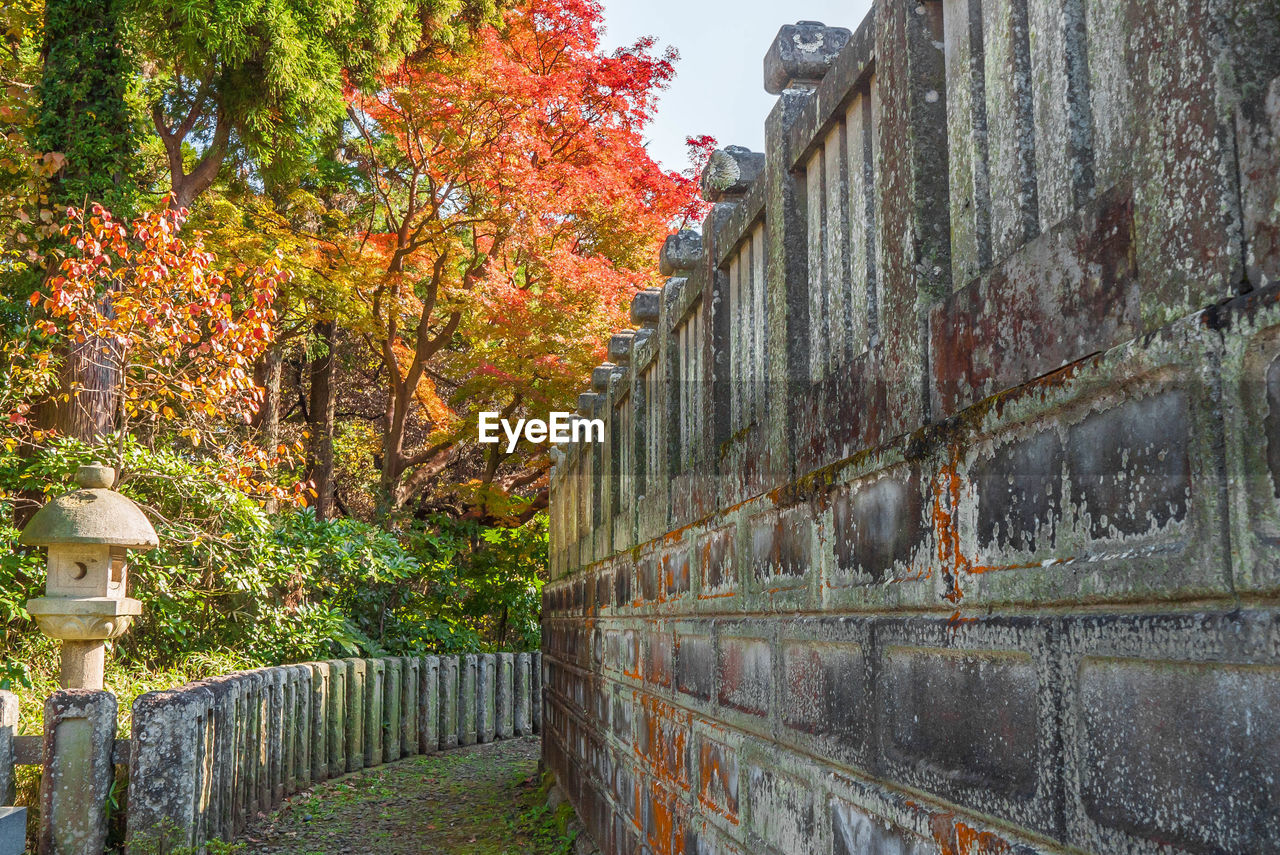 Autumn trees against building