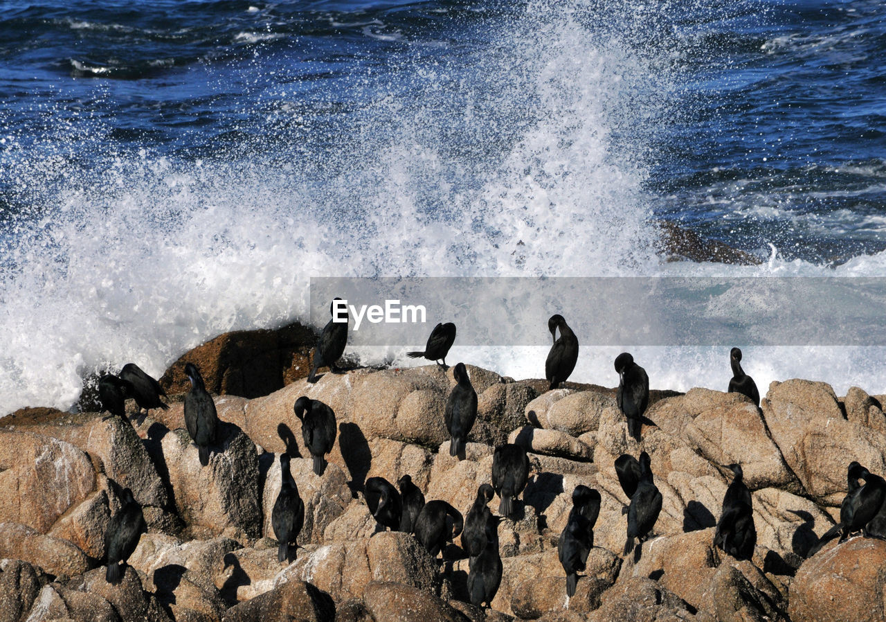 VIEW OF BIRDS PERCHING ON ROCKS AT SEA