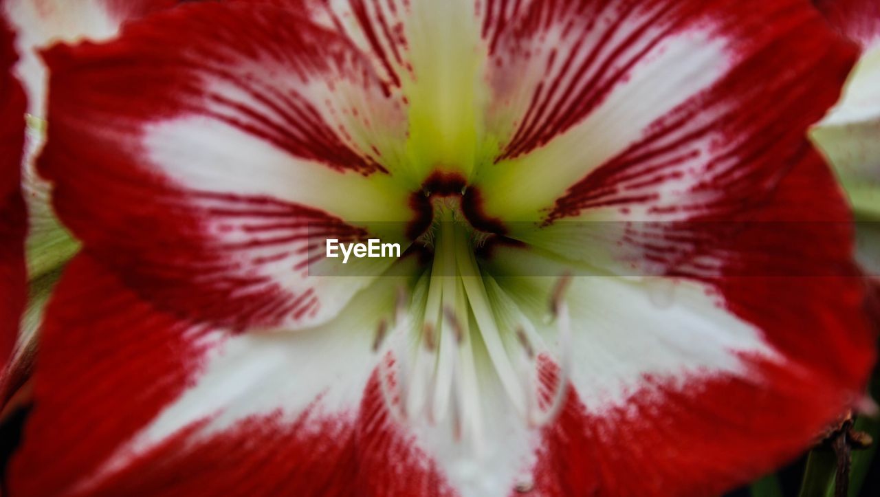 FULL FRAME OF RED FLOWER HEAD