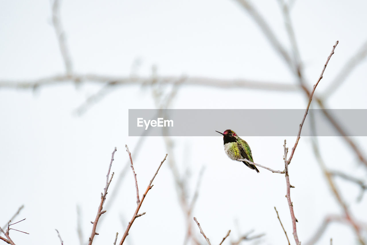 View through the trees of an anna's hummingbird perched on a branch