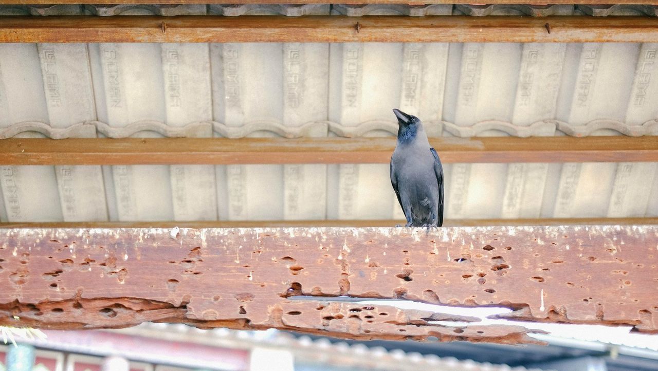Low angle view of crow perching on rusty metal