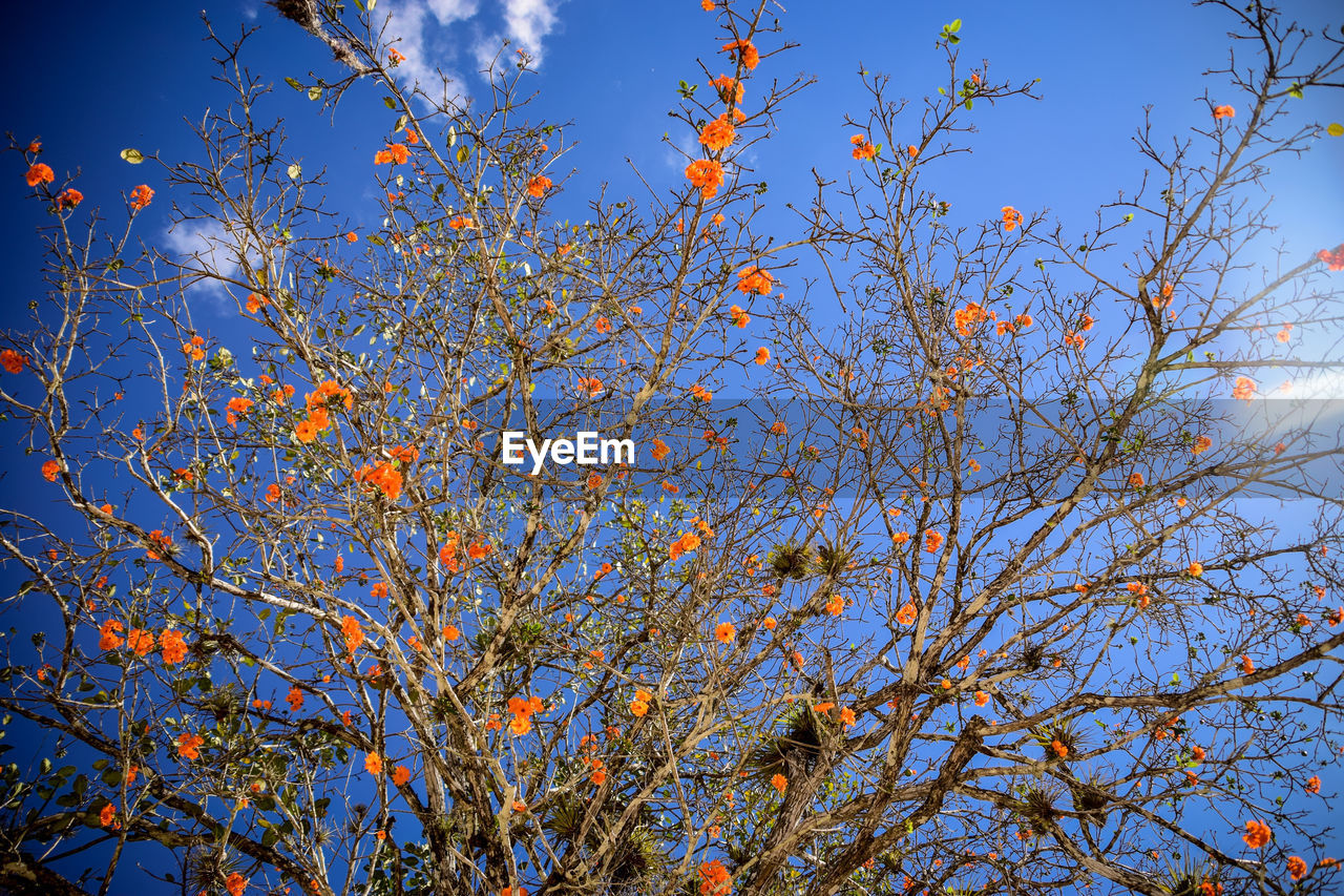 LOW ANGLE VIEW OF TREE AGAINST CLEAR BLUE SKY