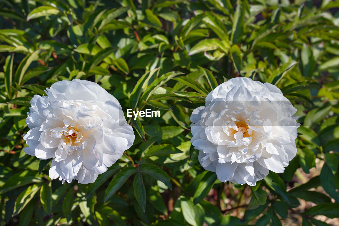 plant, flower, flowering plant, beauty in nature, white, nature, freshness, petal, growth, close-up, leaf, plant part, fragility, flower head, inflorescence, no people, outdoors, rose, day, botany, focus on foreground, green, springtime, blossom