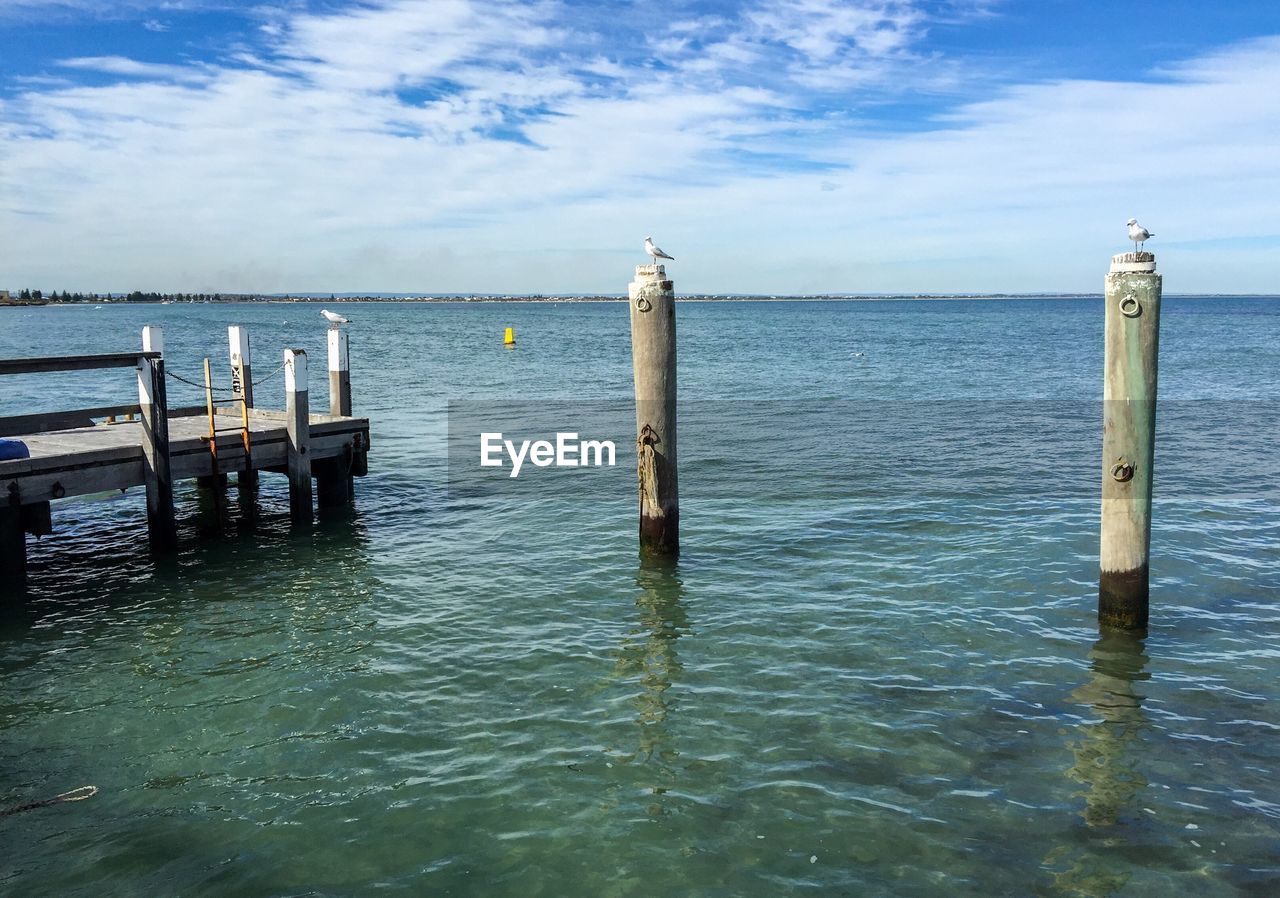 Seagulls perching on wooden posts by pier in sea during sunny day