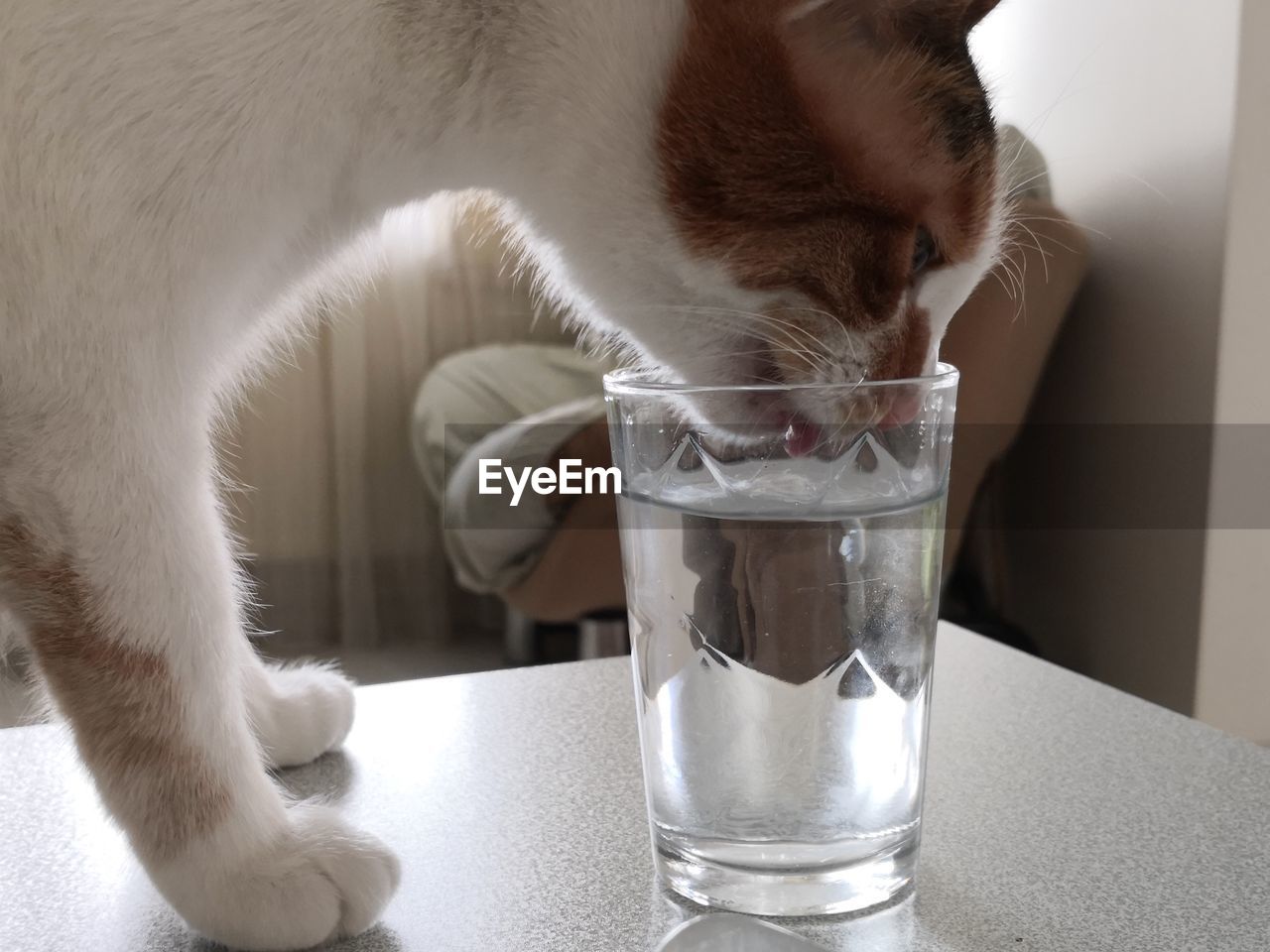 CLOSE-UP OF A CAT DRINKING GLASS WITH A DRINK