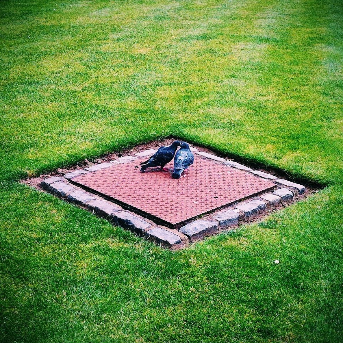 Rear view of loving ravens on manhole