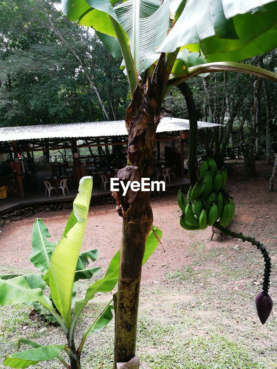 PLANTS GROWING ON TREE TRUNK