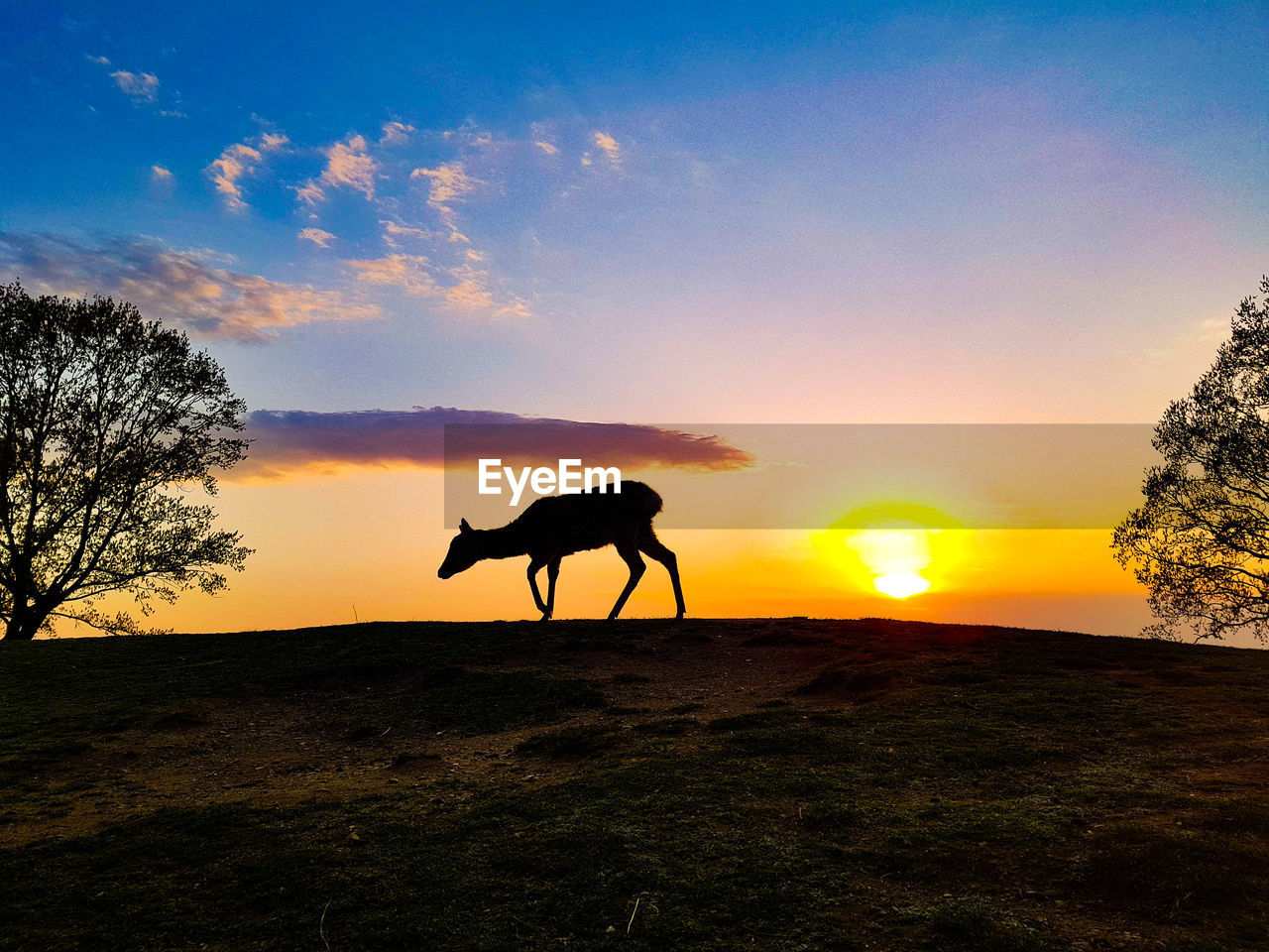 SILHOUETTE OF HORSE ON FIELD AGAINST SKY DURING SUNSET