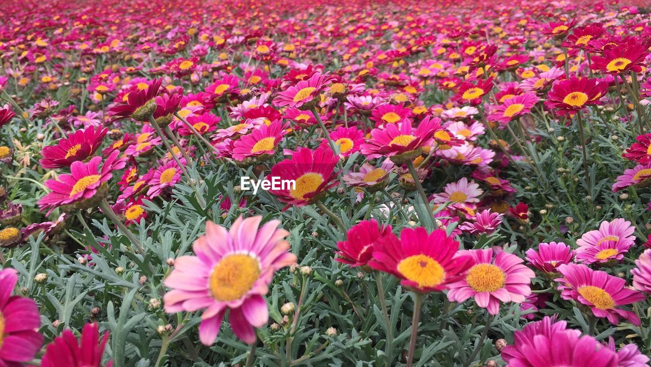 HIGH ANGLE VIEW OF PINK FLOWERING PLANTS