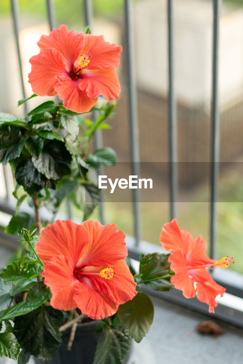 Close-up of red flowering plant