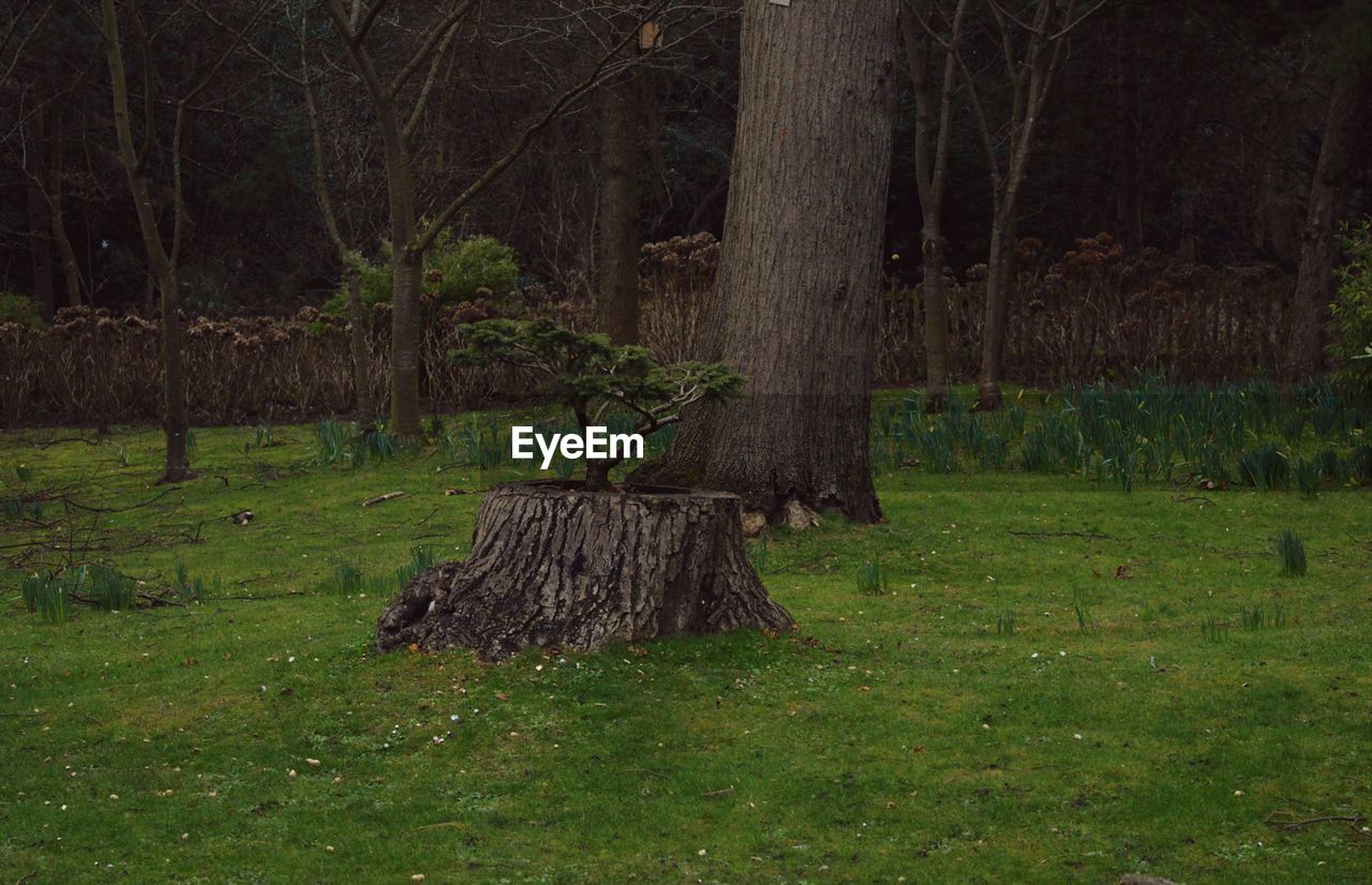 TREES ON GRASS IN FOREST