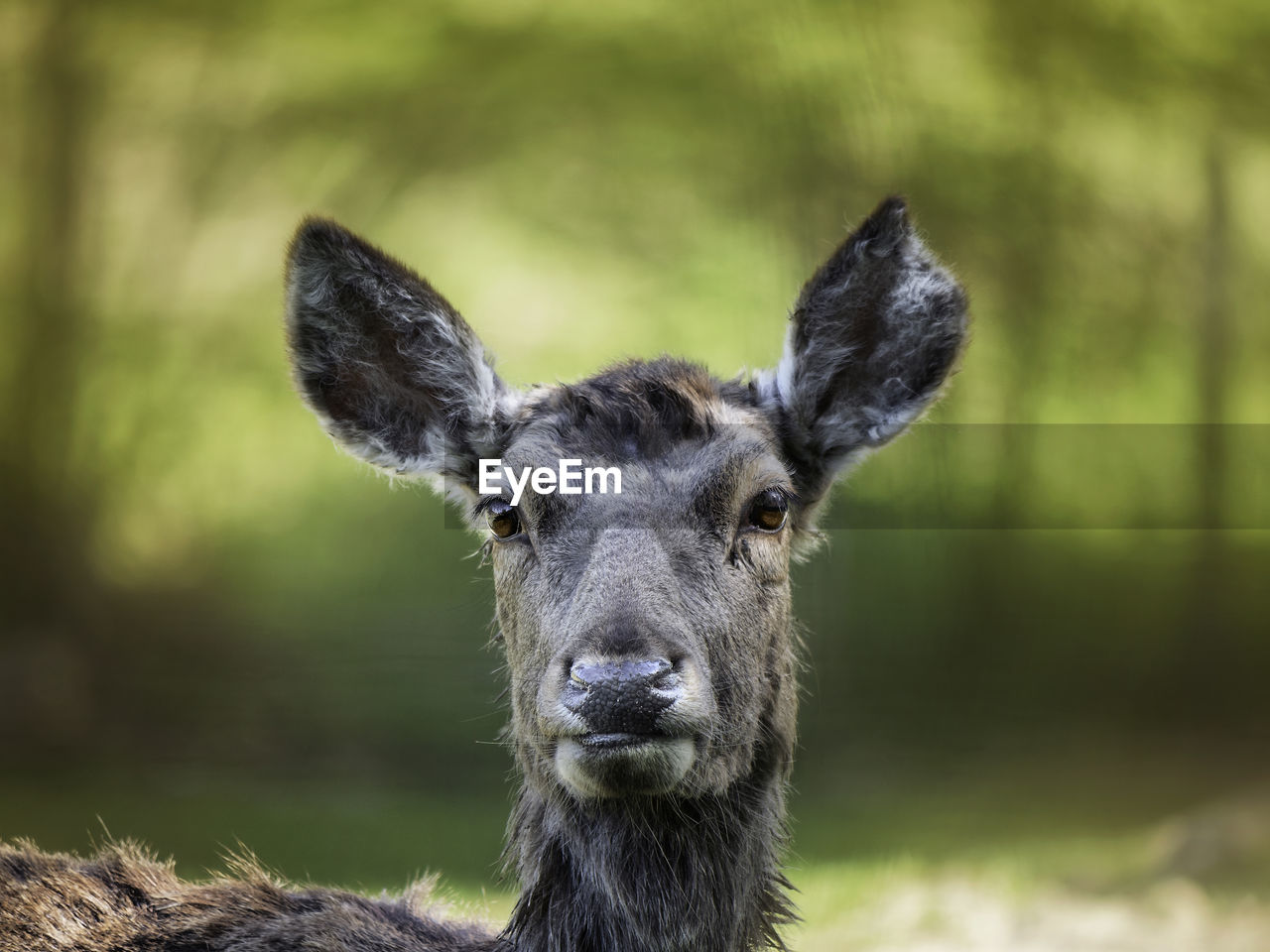 CLOSE-UP PORTRAIT OF DEER ON FIELD