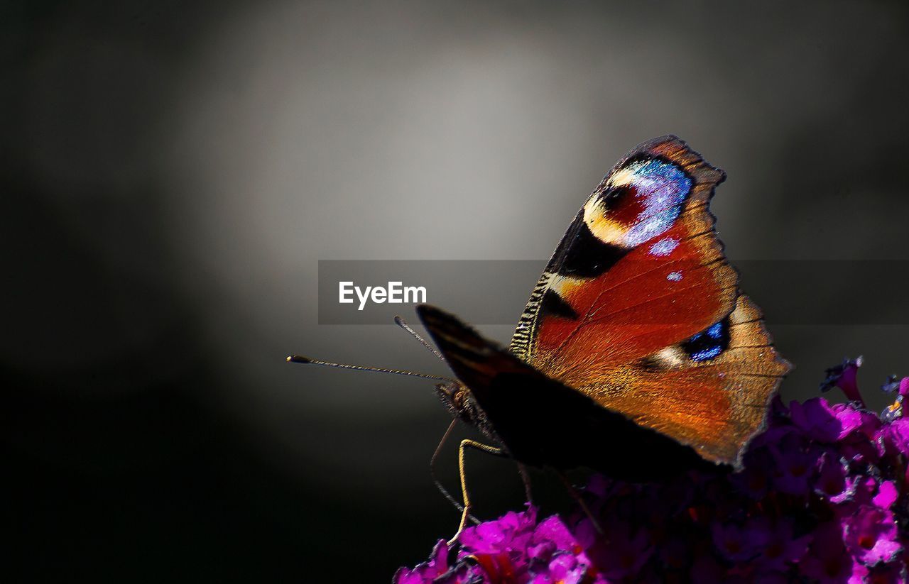 Close-up of butterfly perching on purple flower