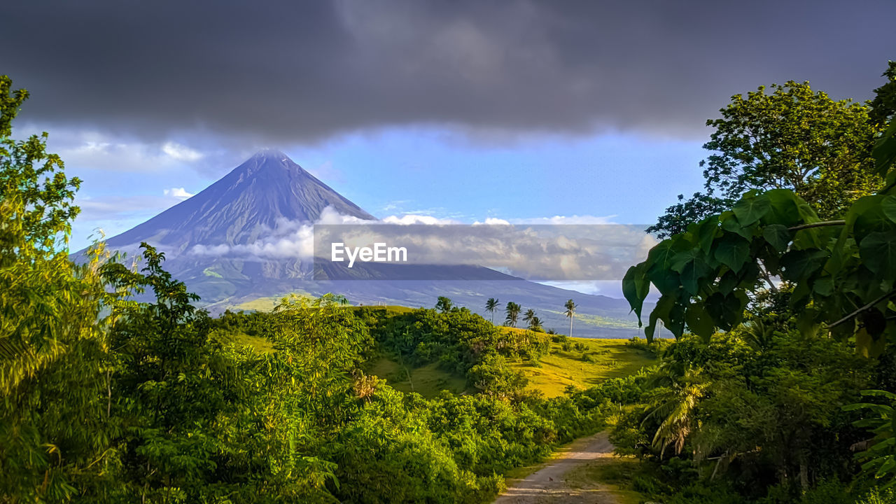 PANORAMIC VIEW OF TREES AND PLANTS AGAINST SKY