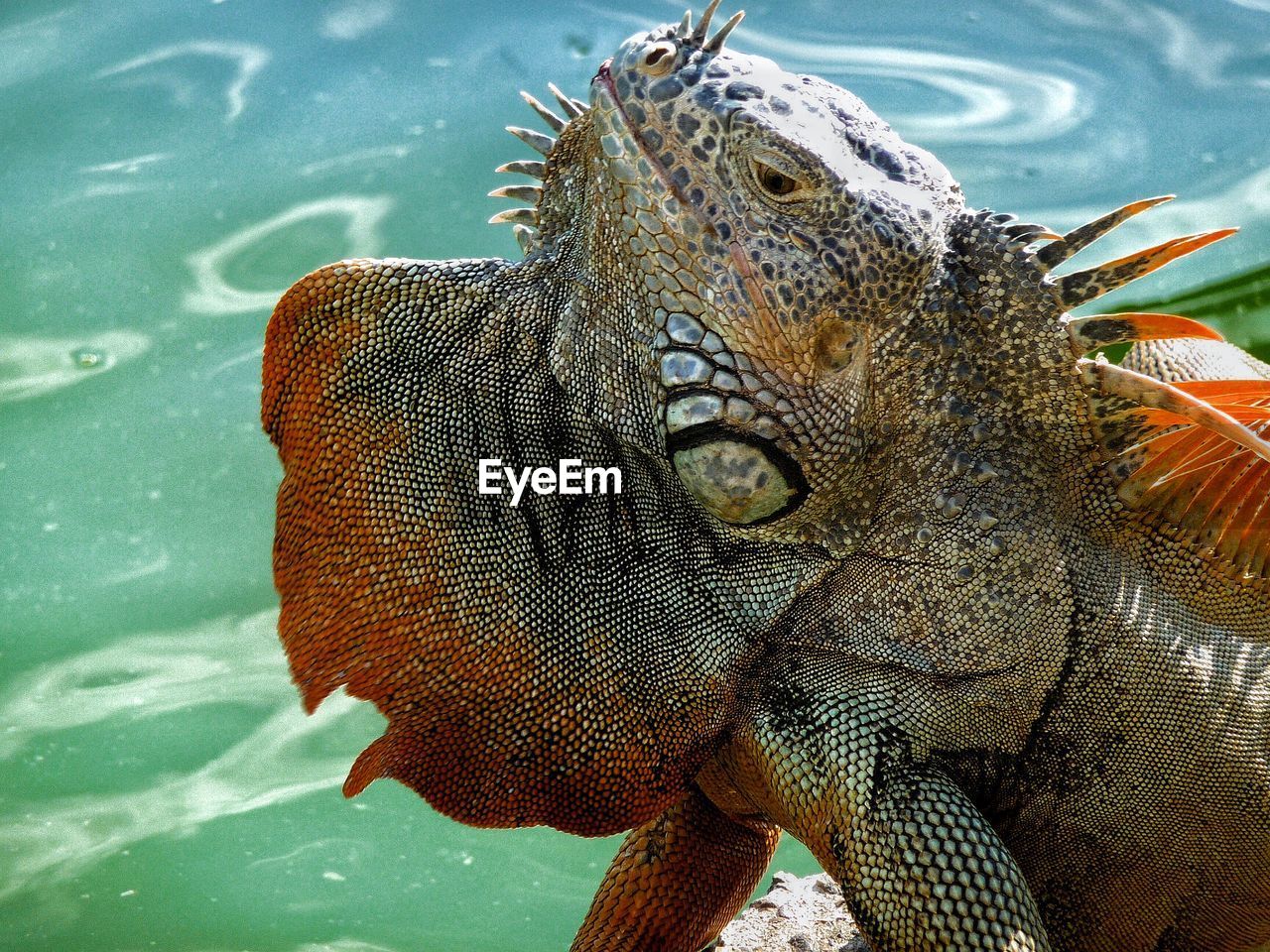 Close-up of green iguana against pond