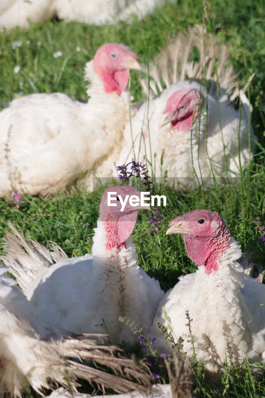 View of a bird on field