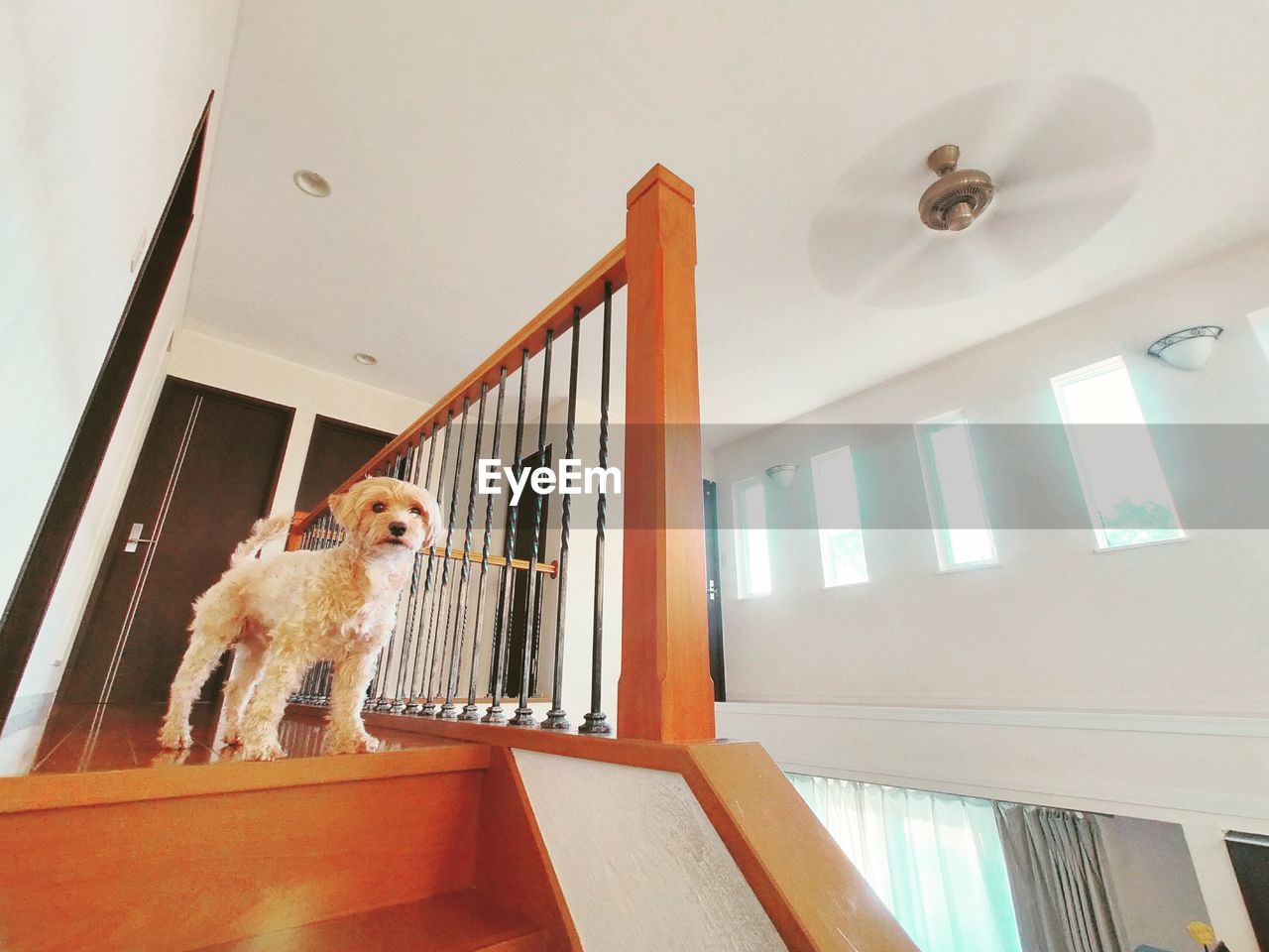 animal, animal themes, one animal, room, dog, home, mammal, pet, stairs, canine, domestic animals, floor, indoors, staircase, house, carnivore, interior design, ceiling, architecture, home interior, railing, window, low angle view, steps and staircases, no people, domestic life, lap dog, domestic room, wood, built structure, building