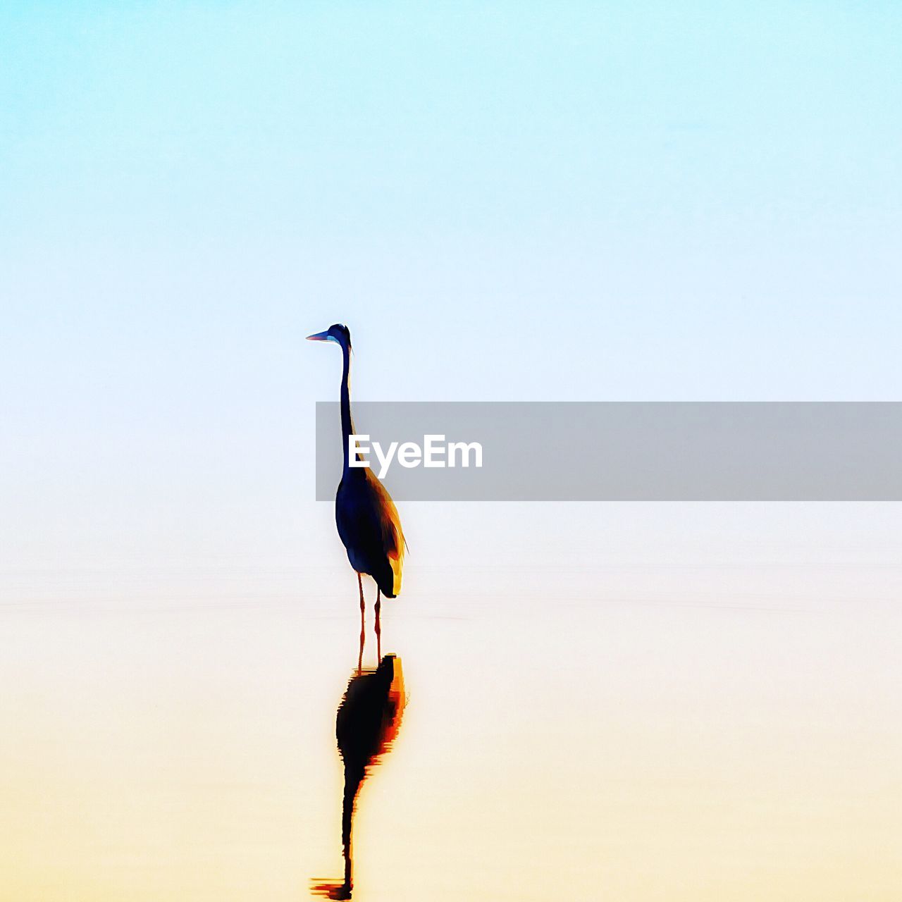 Bird perching on sea against sky during sunset