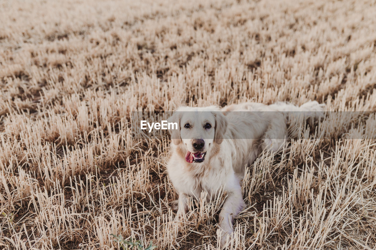 PORTRAIT OF DOG RUNNING IN FIELD