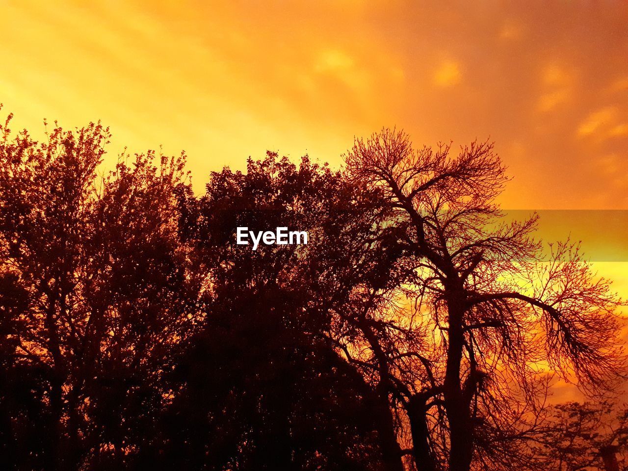 LOW ANGLE VIEW OF SILHOUETTE TREES AGAINST ORANGE SKY