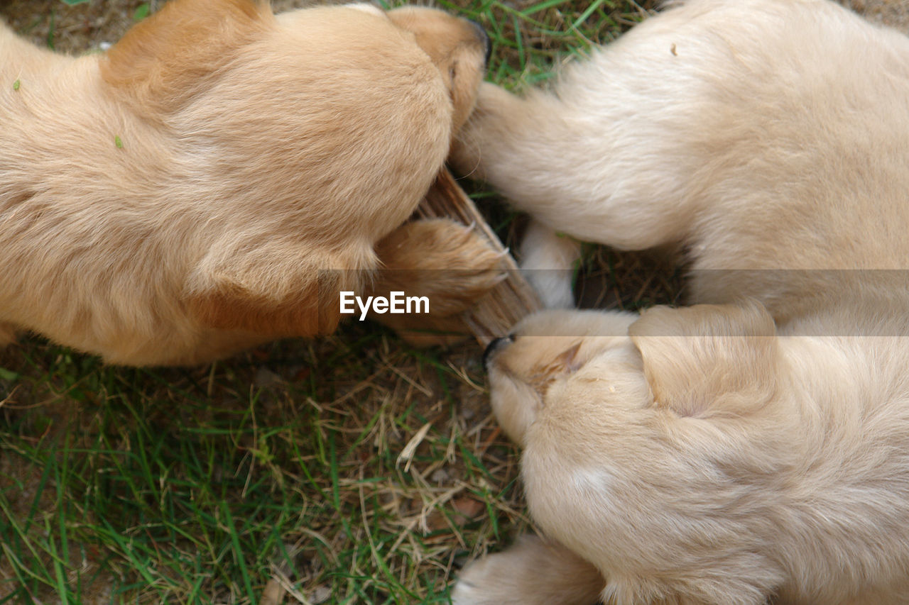 High angle view of puppies lying on field