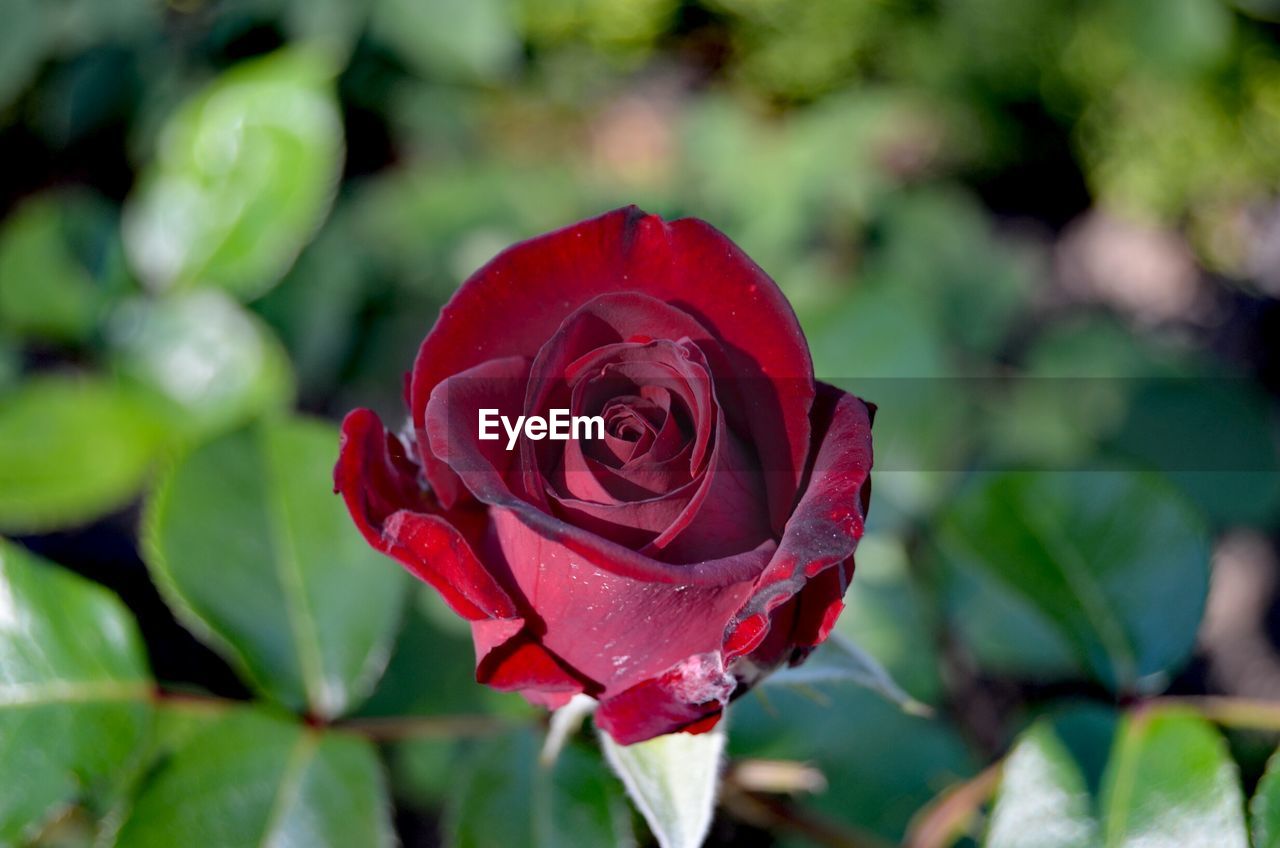 Close-up of red rose