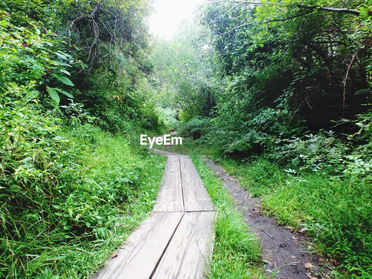 VIEW OF TREES IN FOREST