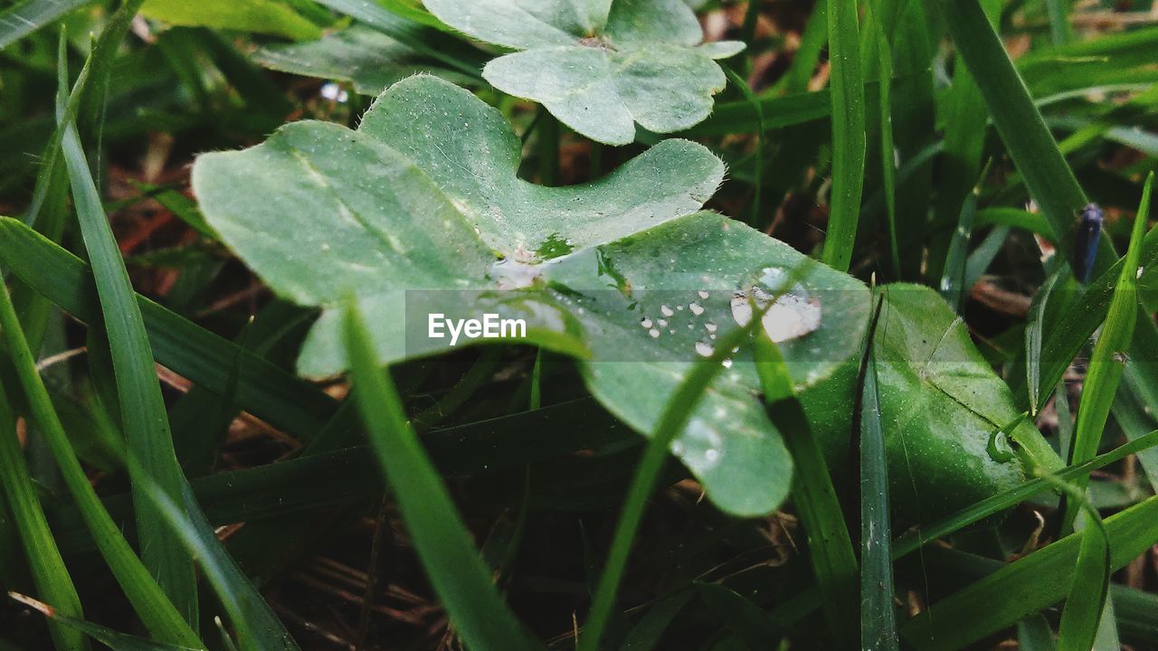 Close-up of leaves on grass