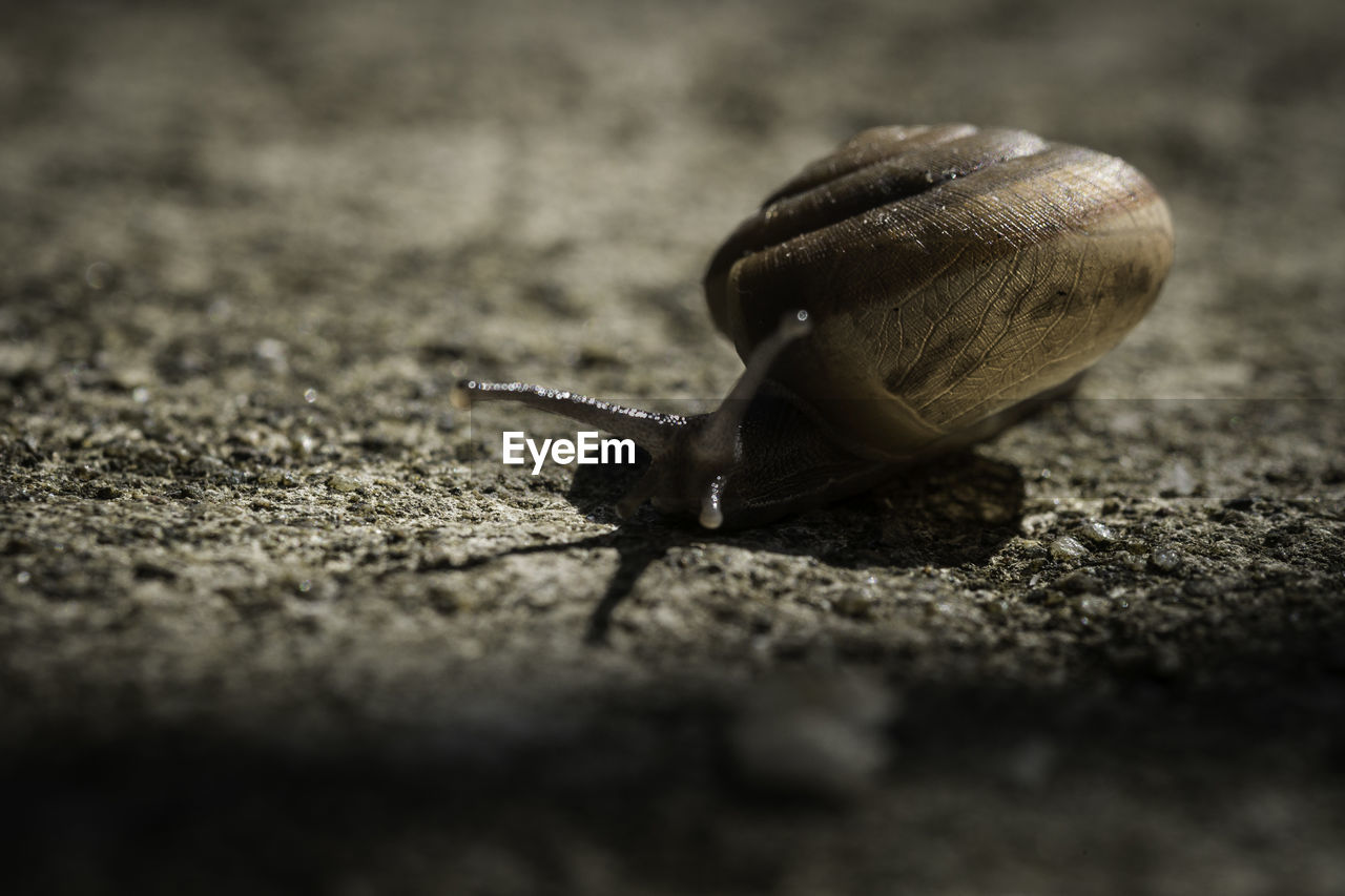 CLOSE-UP OF SNAIL ON DIRT