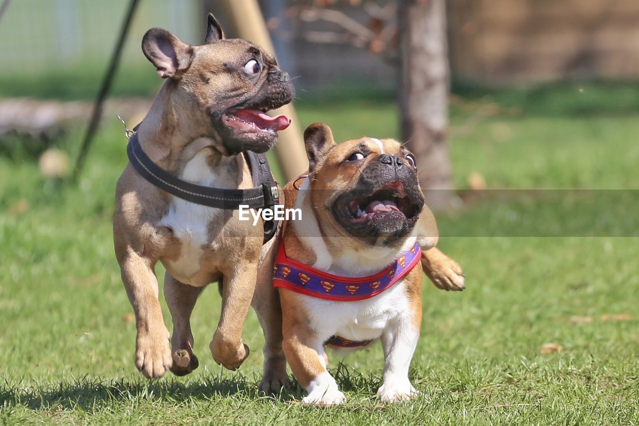 VIEW OF A DOG ON GROUND