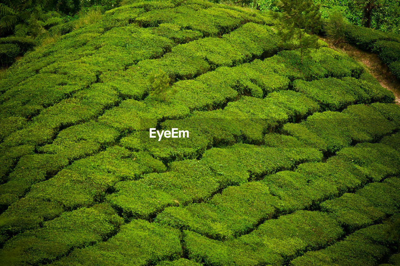 FULL FRAME SHOT OF RICE PADDY