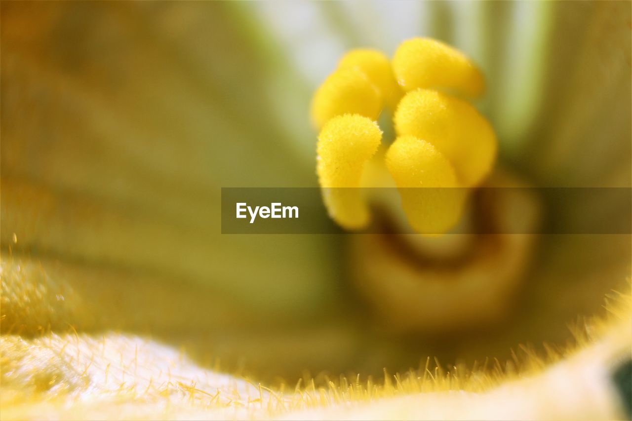 CLOSE-UP OF YELLOW FLOWER ON PLANT