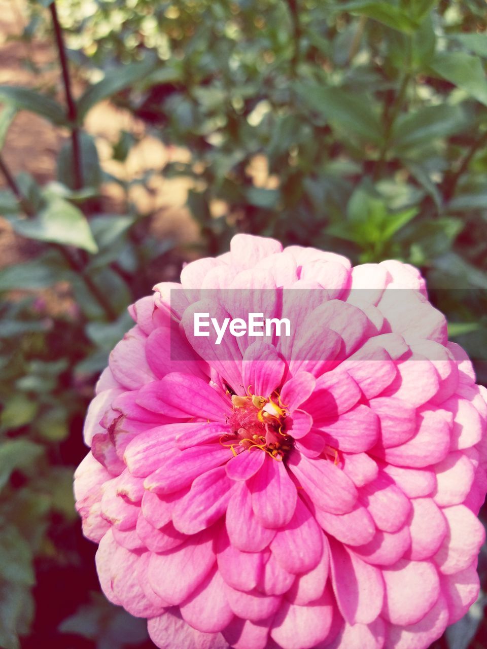 CLOSE-UP OF BUMBLEBEE ON PINK FLOWER