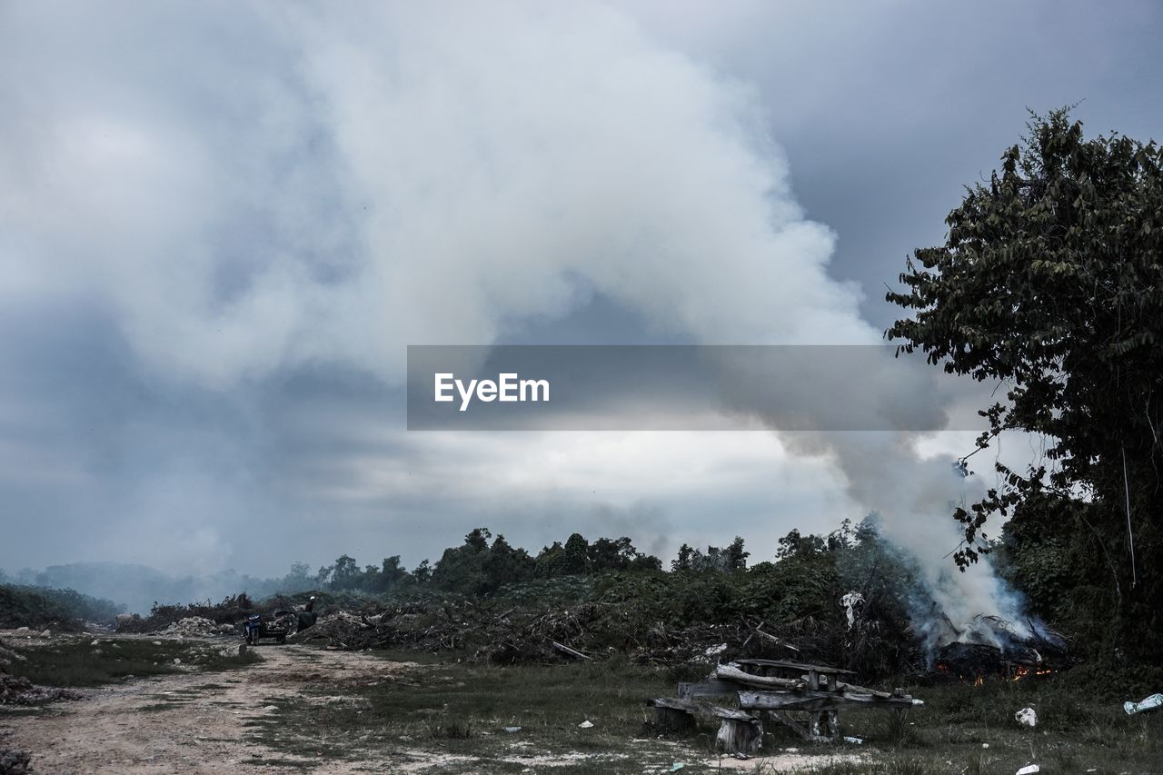 SMOKE EMITTING FROM TREES BY PLANTS AGAINST SKY