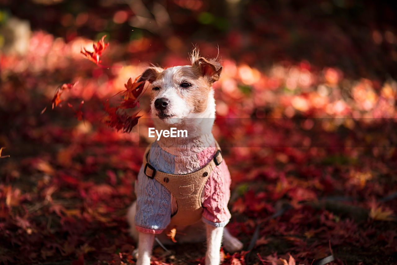 PORTRAIT OF DOG ON FIELD