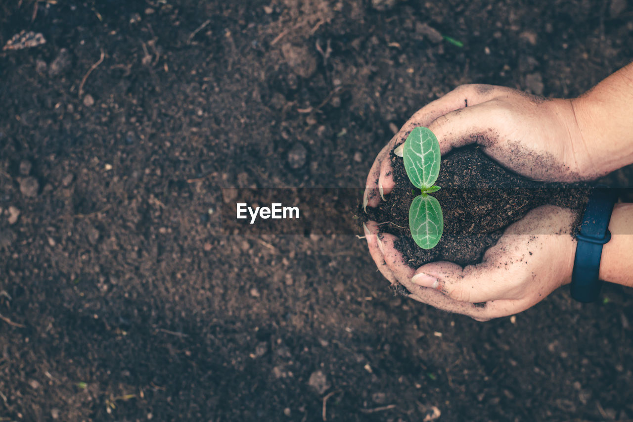 Hand for planting tree back to the forest, creating awareness for love wild.